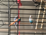 |the birdies|