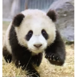 Panda Jam