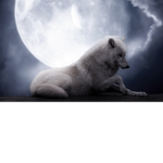 wolf rp club