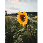 Sun flowers seeds