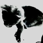 XVEXF