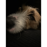 Love my puppy!