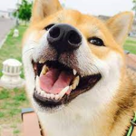 Doge Doggy’s