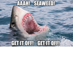 Party sharks!