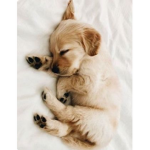 #puppy awesome