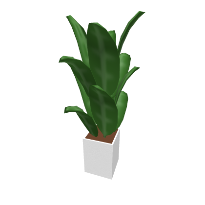 House Plant