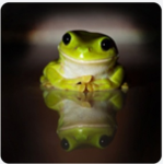Foggy froggy's
