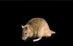 THE RAT COLONY!!
