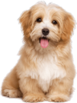 My Fluffy Friend