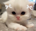SWEET & S0UR