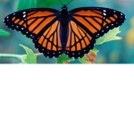 *(Butterfly squad)*