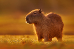 Capybara crew1