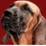 Dogking’s team