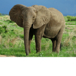 Elephants group