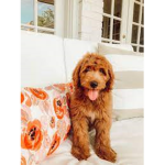 DOG ARMEY