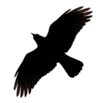 Task force Ravens