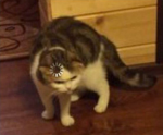 Hawaii kitty