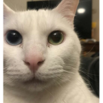 cat gif productions
