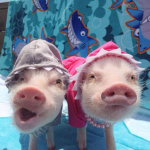 Lizzie's piggys!