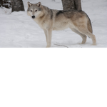 wolflady08