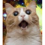 King Cat Oficial Group