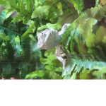. Bearded _ dragons.