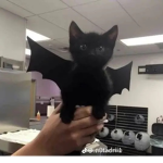 (Cat)