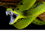 The official SNAKE Group