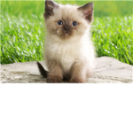 kitty loverz unite!