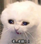 喵喵大群組