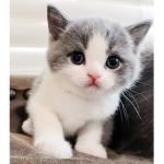 Felinos Games