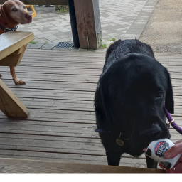 doggos, destroy a city