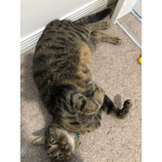 Kittyjonah