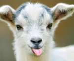 The Goats of Gaming