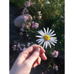 Daisy bunches