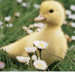 i LikeDucks
