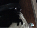 I love black cats