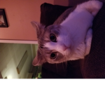 ##Cats army