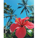 Tropical esme