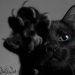 ♦BlackCatDeath♦