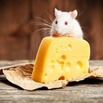 Little Rats Go Skee Skee