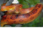 Snekitysneks
