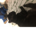 Chewys hangout place