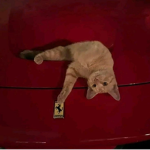 CARS AND CATS