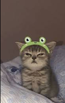 Layla_cookie