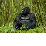 Gorilla Armed Forces [GAF]