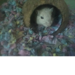 Gerbil friends!