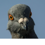 Pigeon Pals!