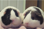 The Guinea Pig Lovers
