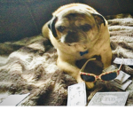 The pug community.